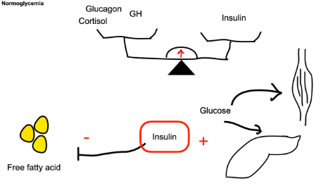 physiopathologie du diabète