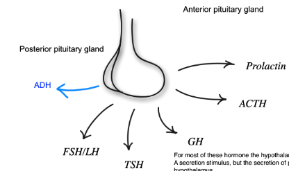 schema de l'hypophyse'