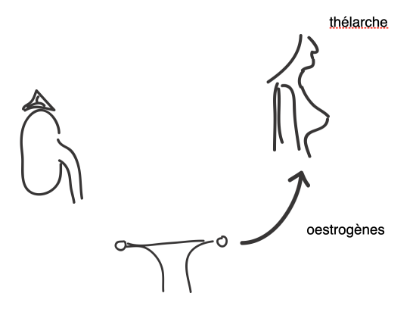 schema de la puberte